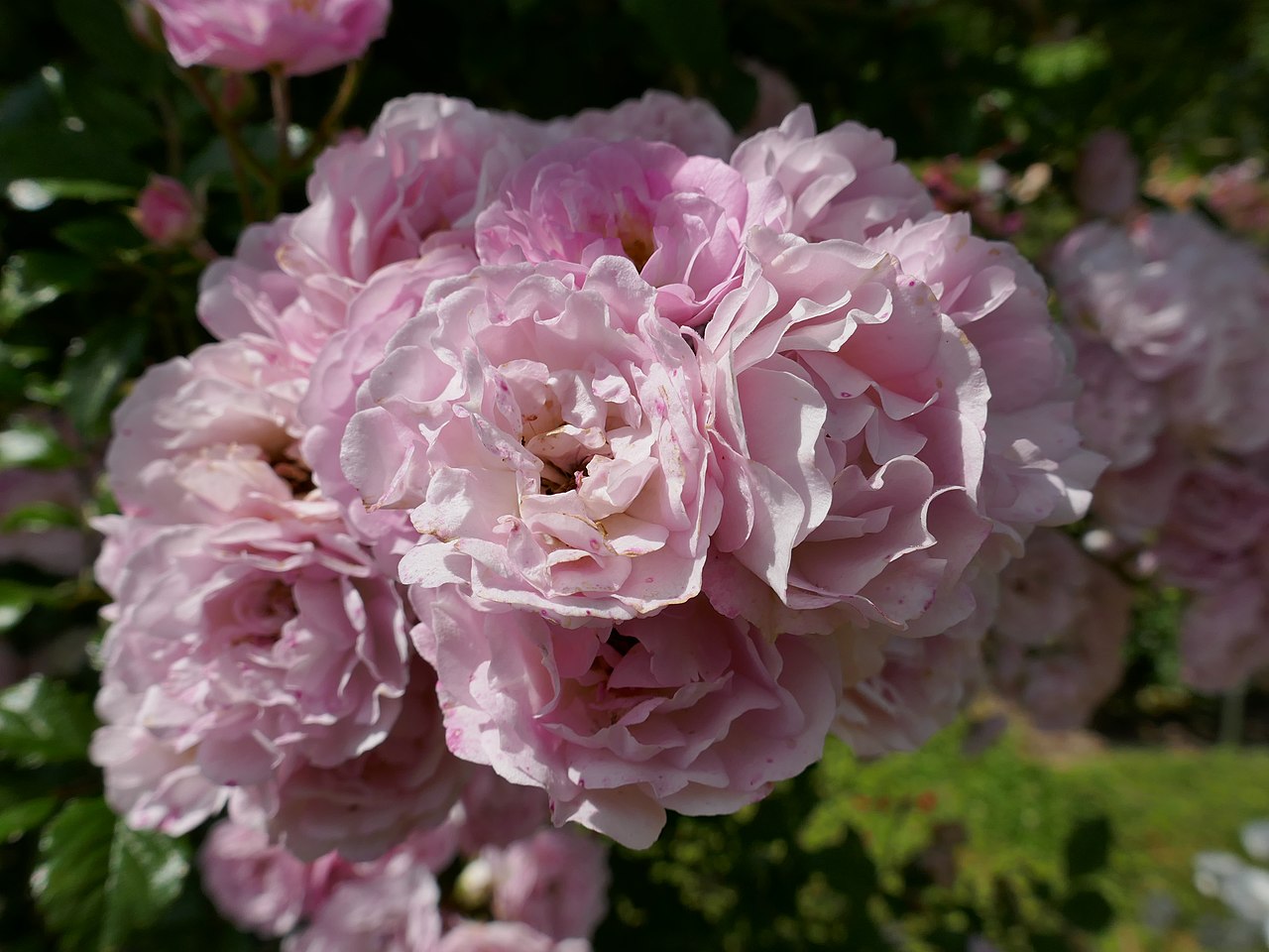 Kirsch-Rose