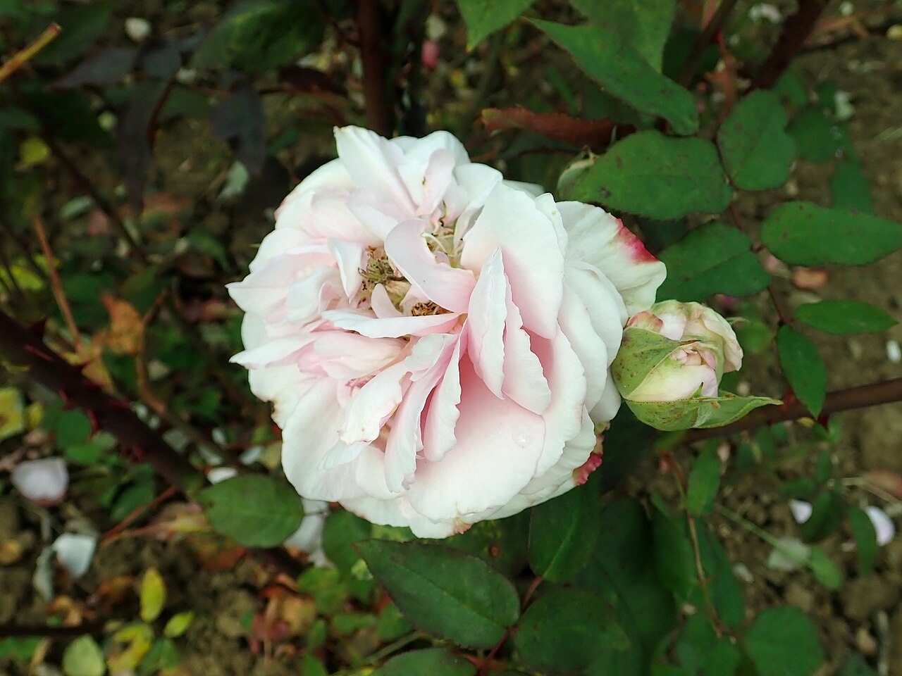Perle d'Angers