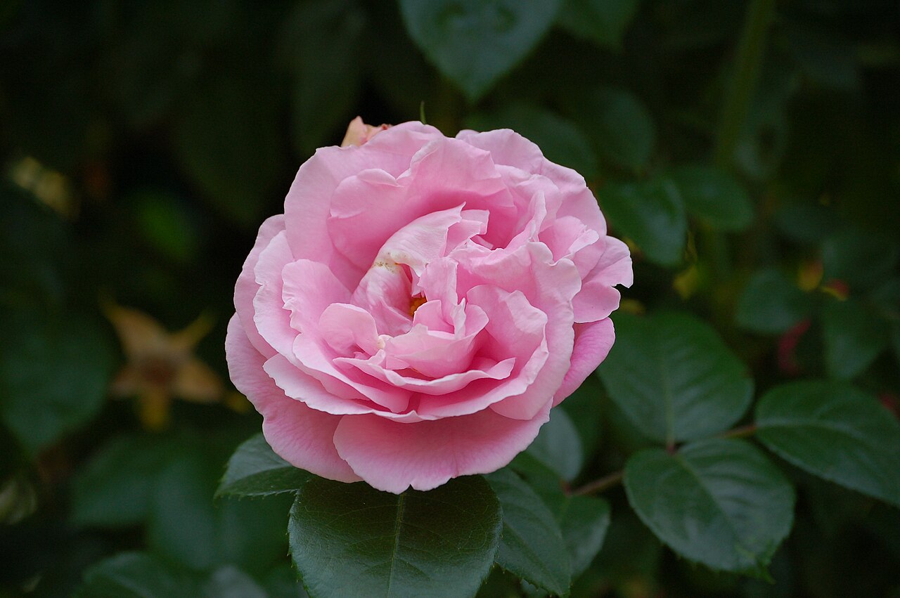 Gerbe Rose