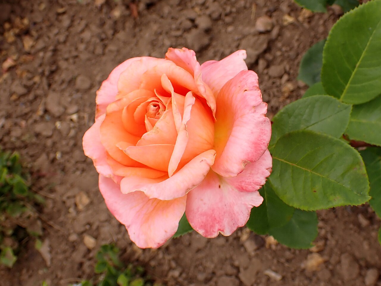 Amour de Molène