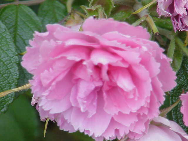 Grootendorst Pink