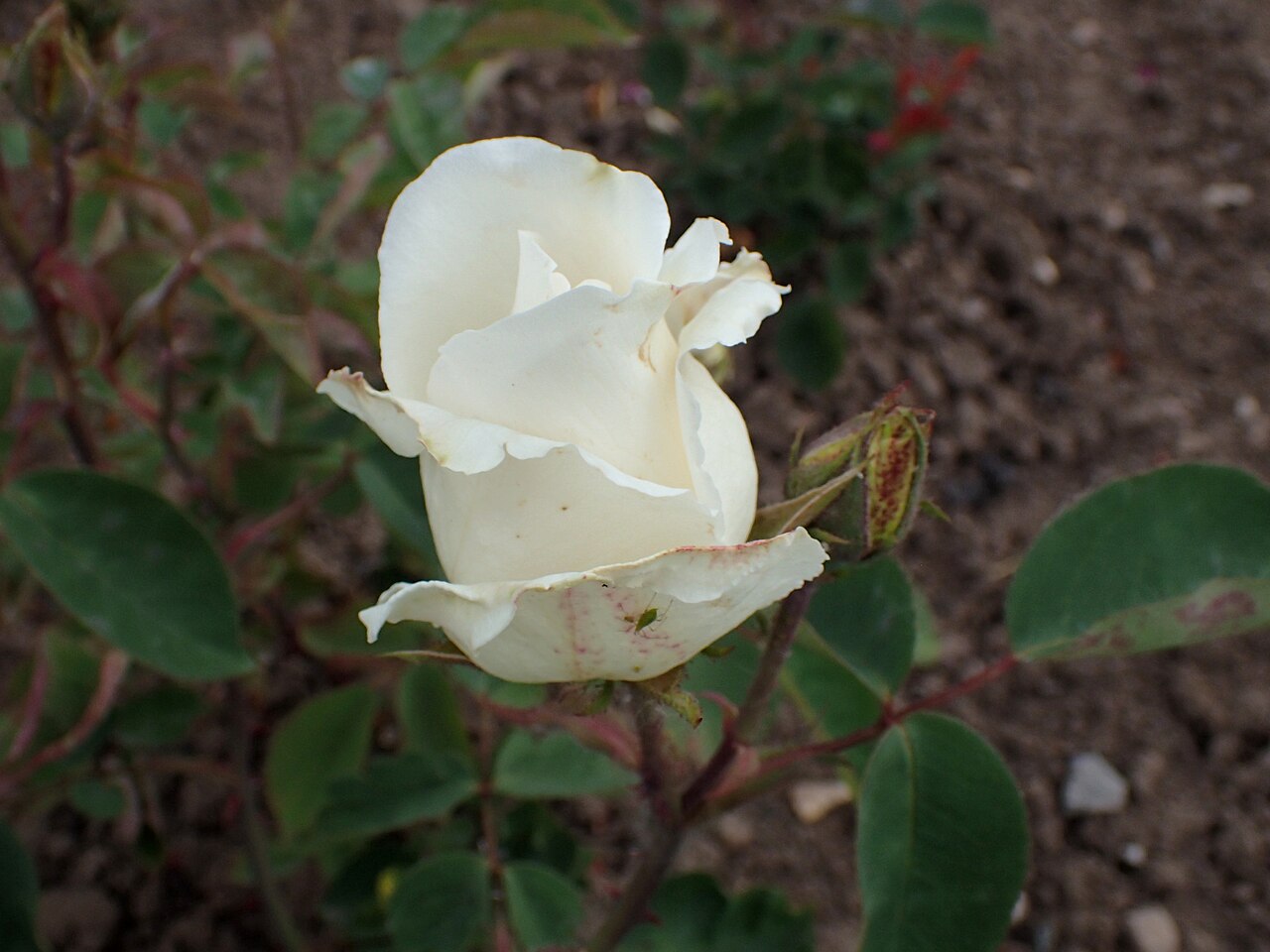 Madame de Bauvoire