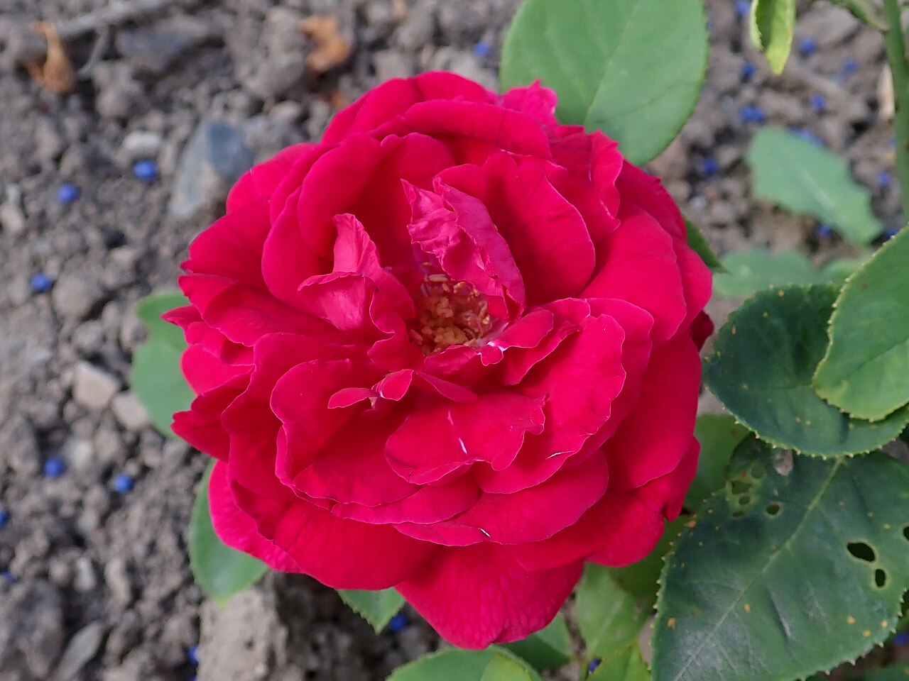 Marguerite Brassac