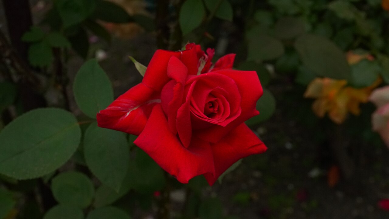Poinsettia