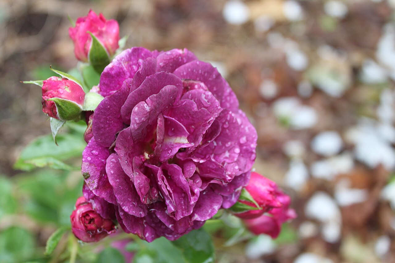 Rhapsody in Blue
