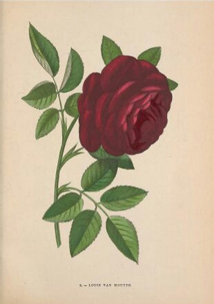 Louis van Houtte