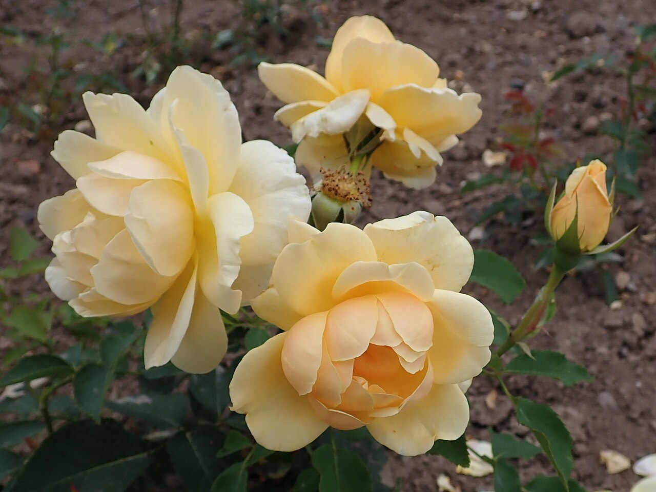 Golden Fleece