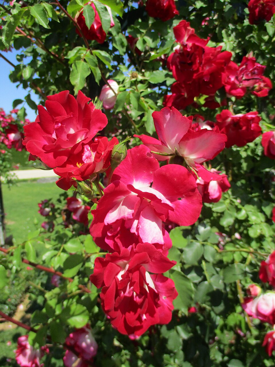 Carla Fineschi rose