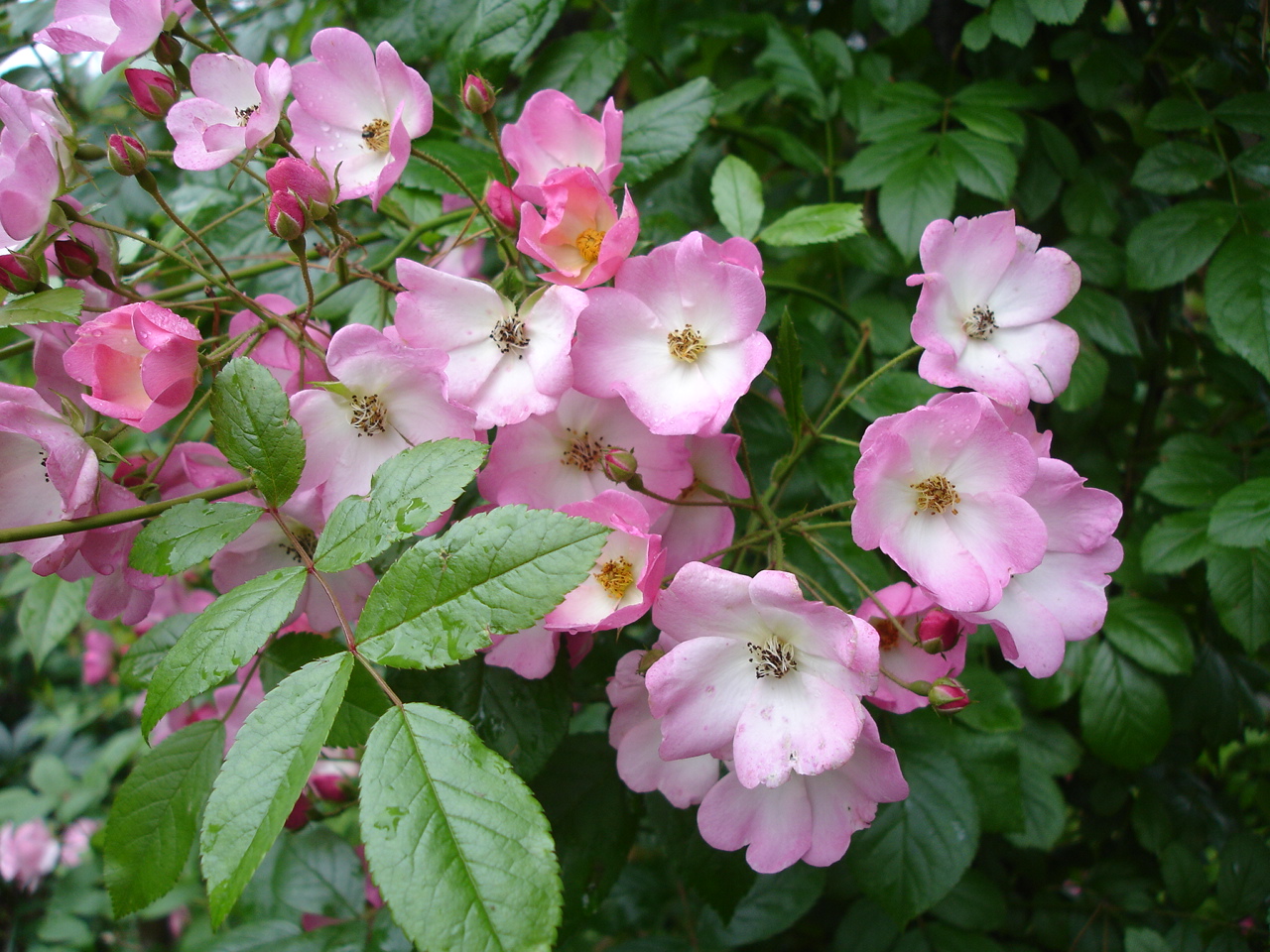Valdemar rose