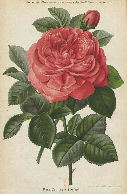 Comtesse d'Oxford