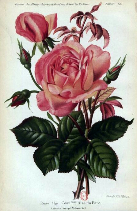 Comtesse Riza du Parc
