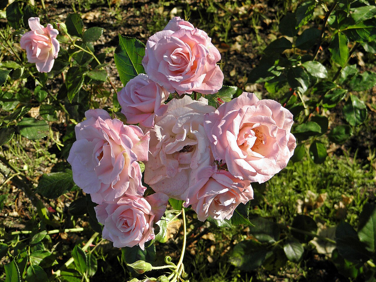 Lilibet