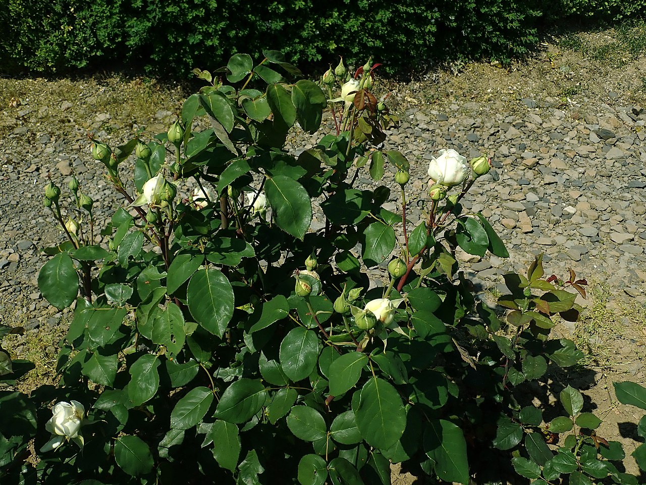 Prinzessin Hildegard