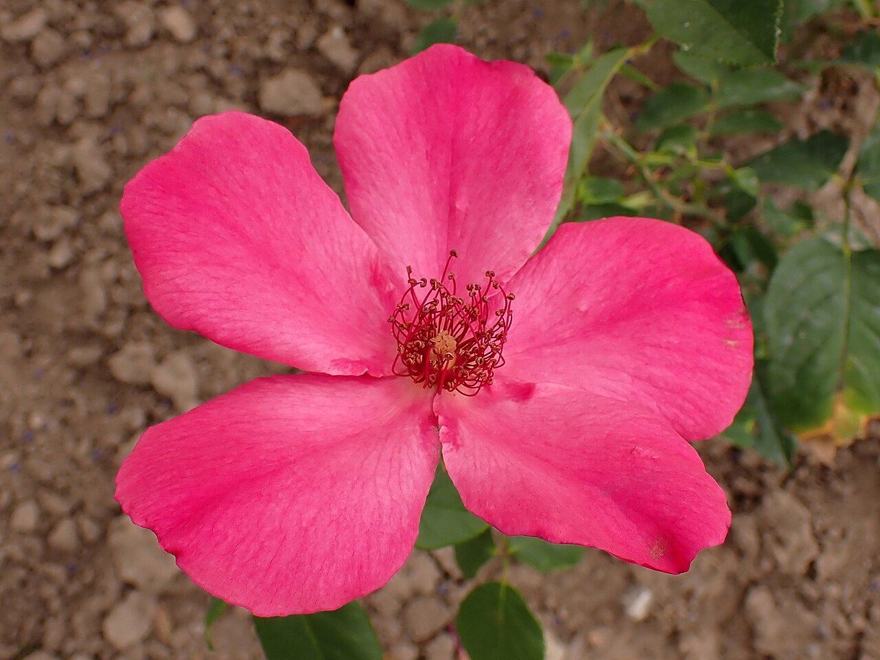 Heidemarie