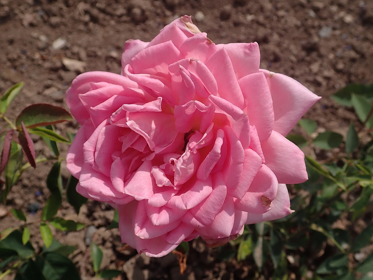 Margaret