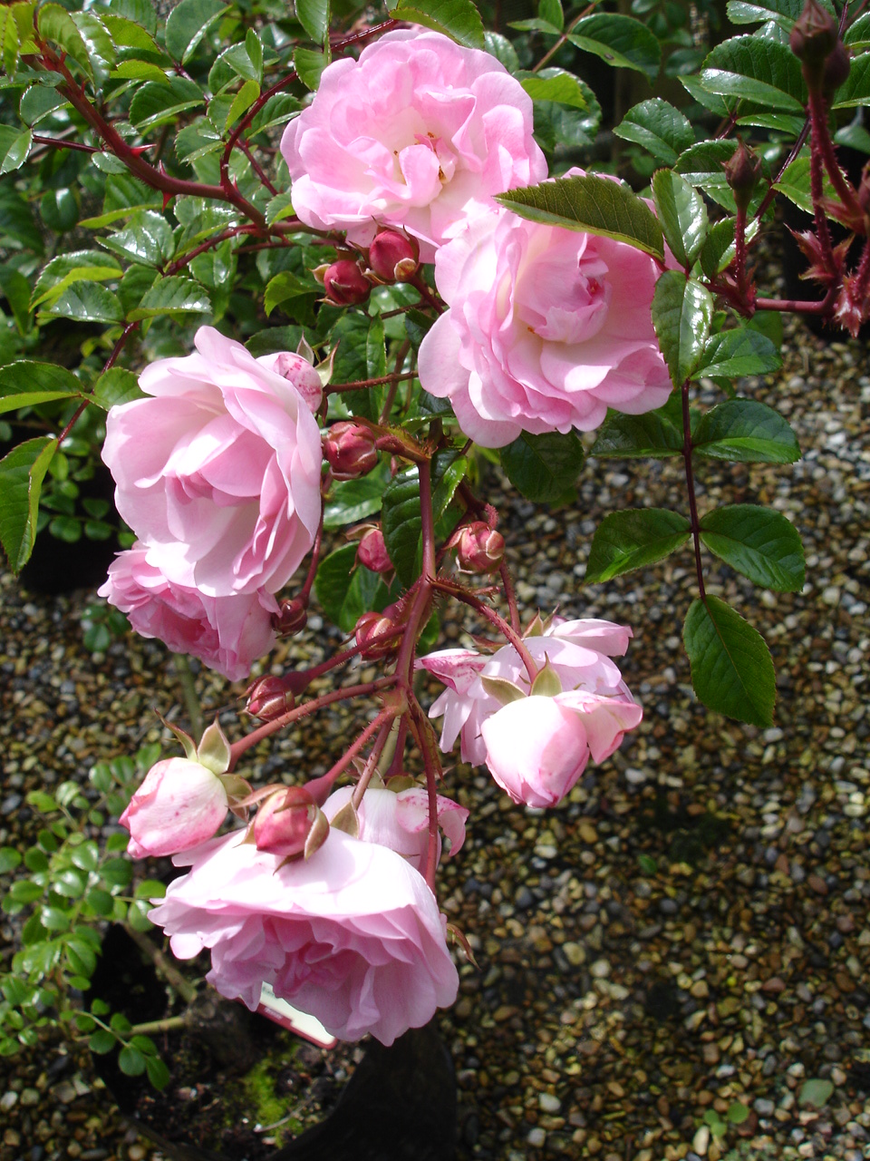 Maid of Kent