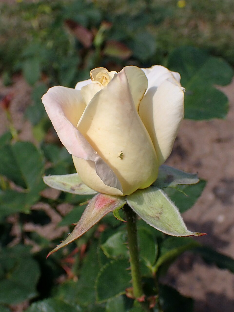 Cervino
