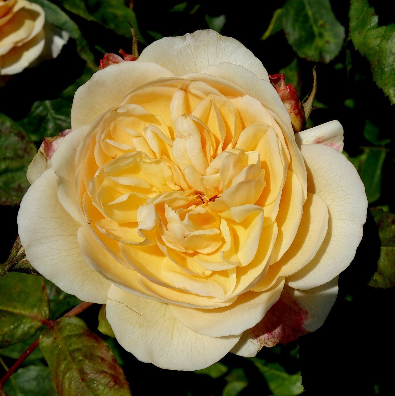 Sweet Juliet