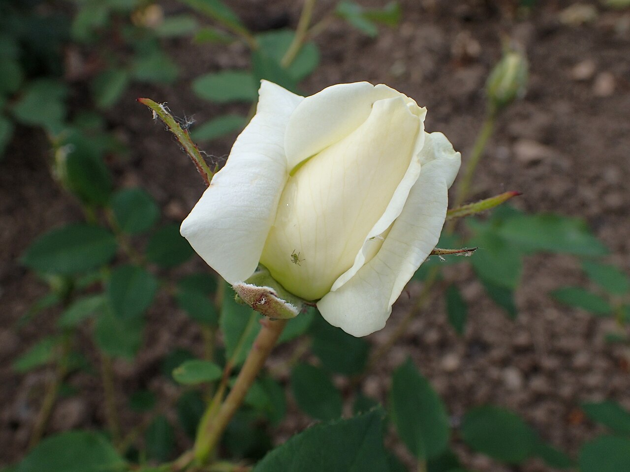 Lenpiro