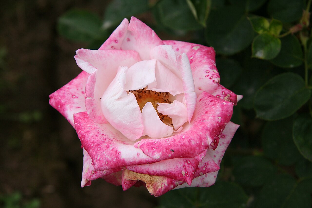 Comtesse Brigitte Chandon Moët