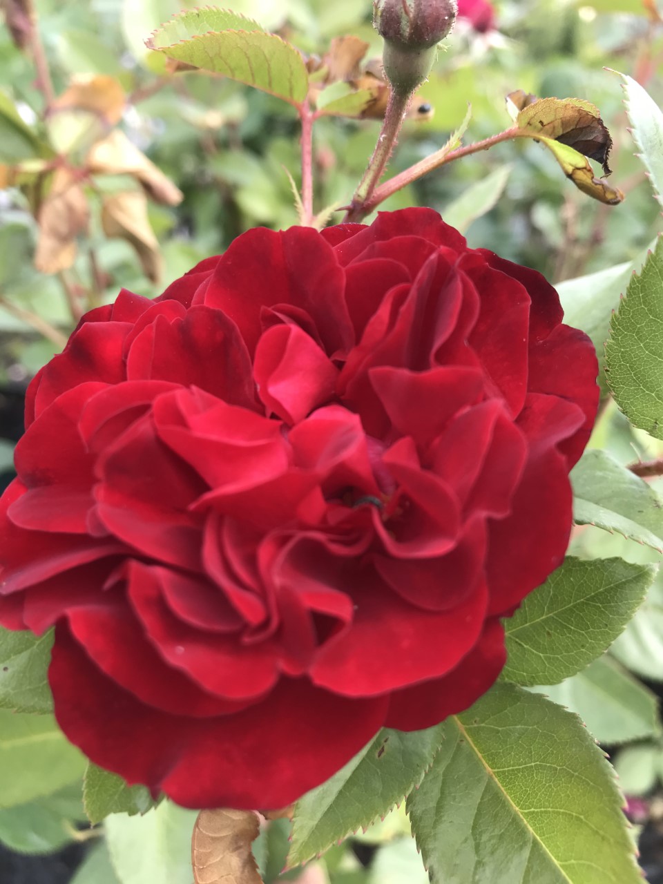 Prestige de Bellegarde