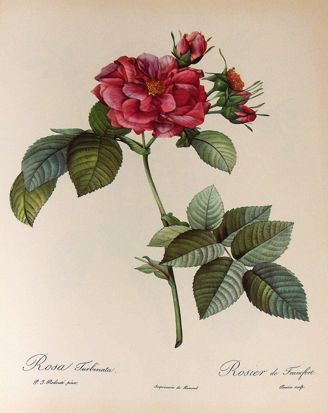 Splendens