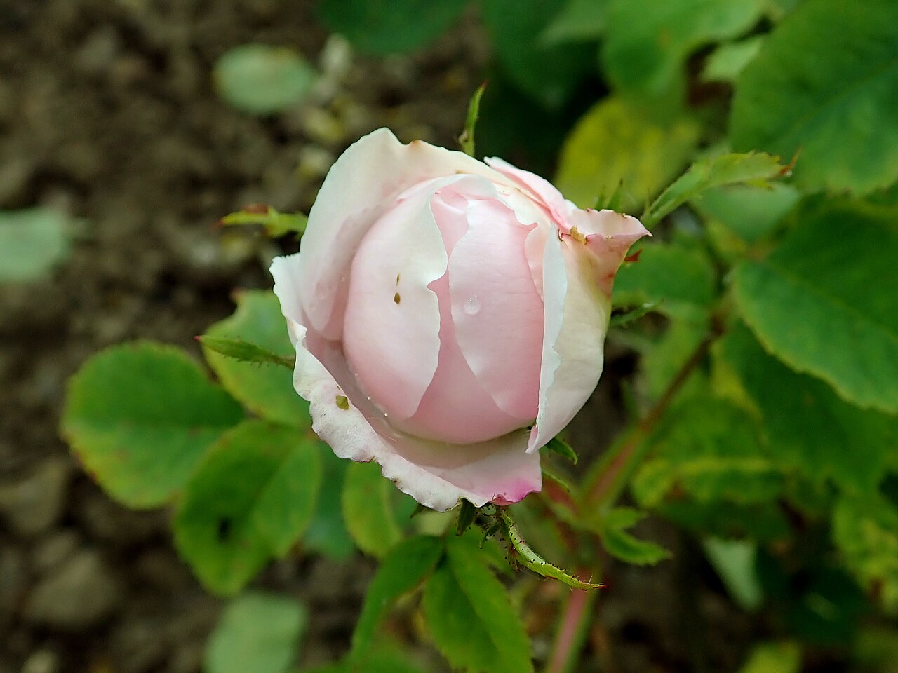 Jeanne Masson