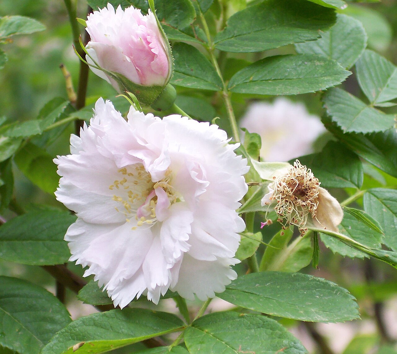Fimbriata