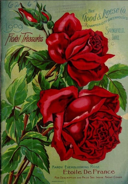 Étoile de France