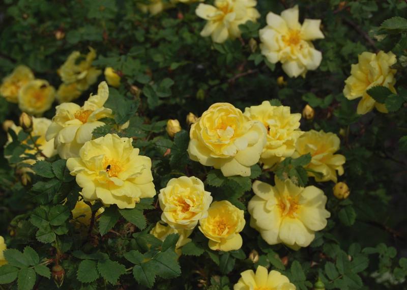 Rosa X harisonii Rivers