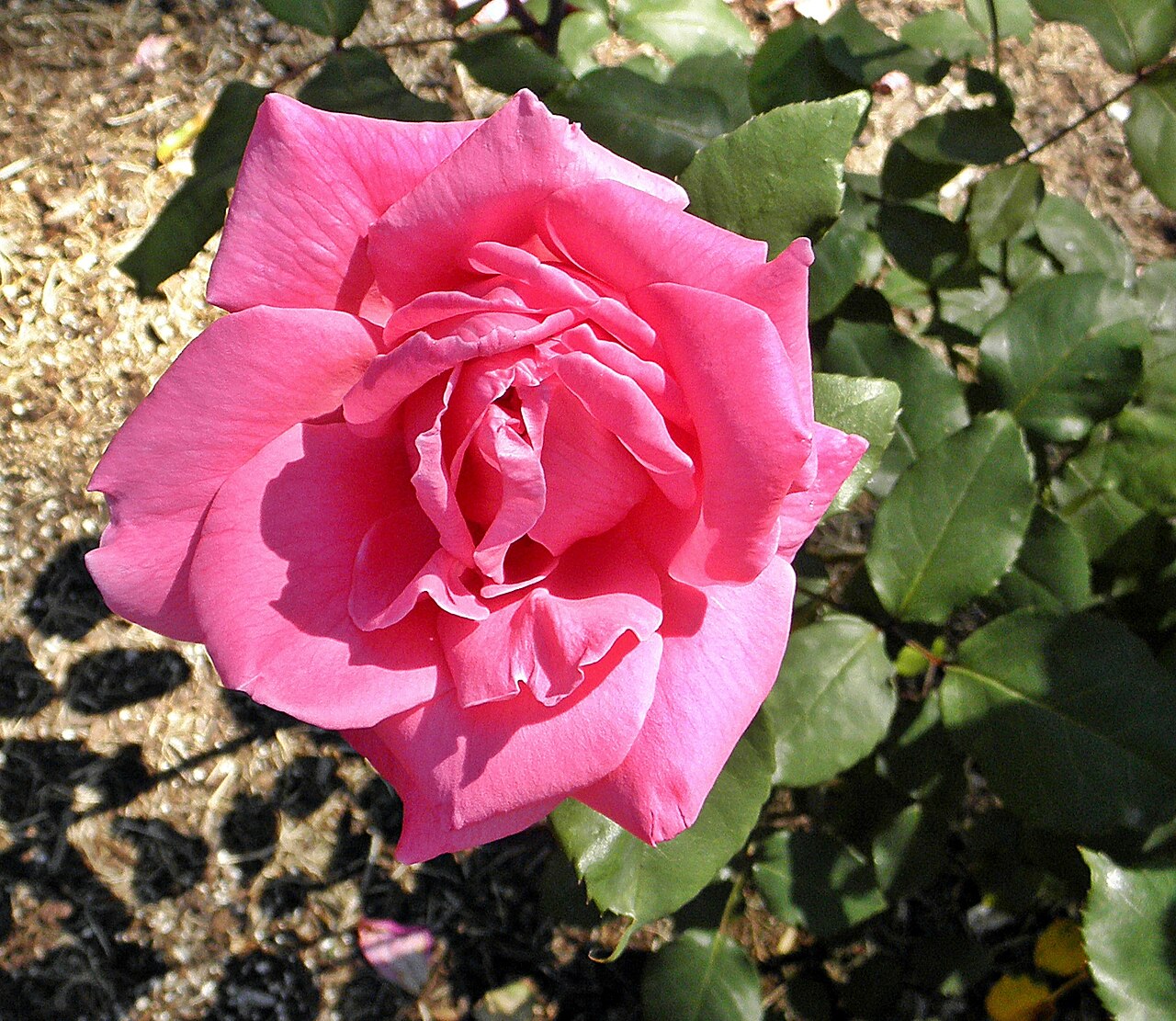 Capistrano