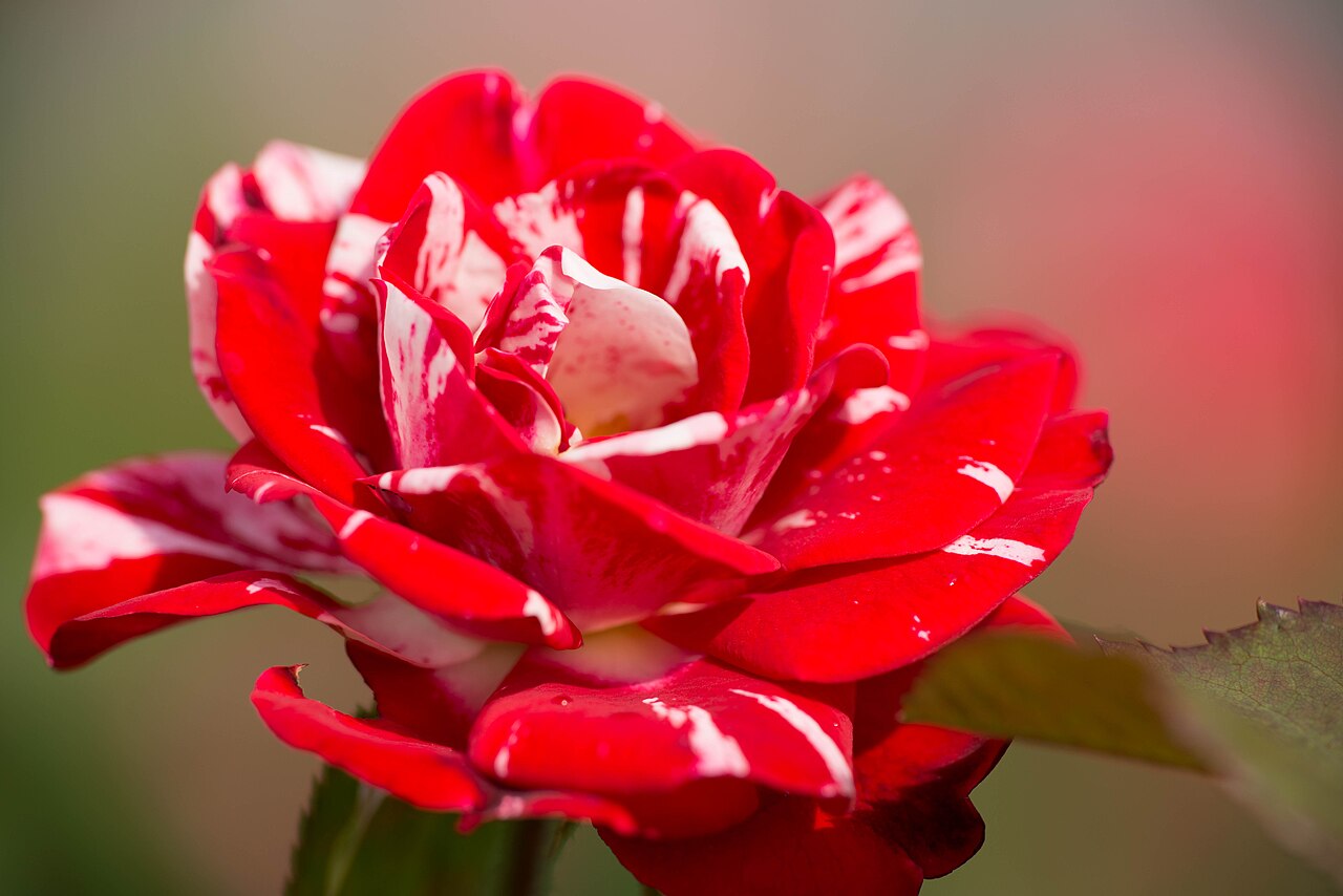 Red and White Delight