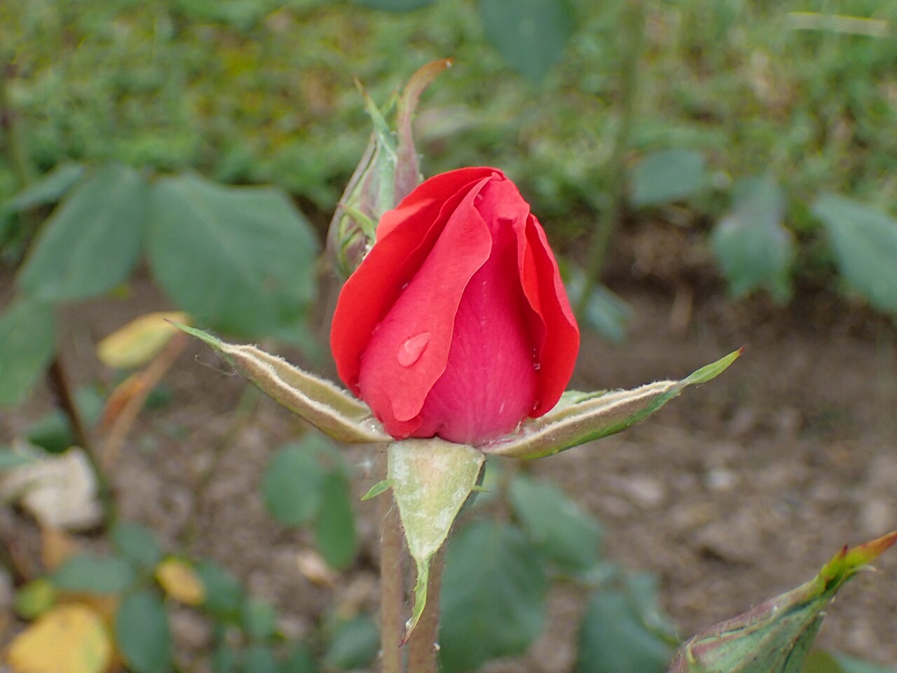 Poppy