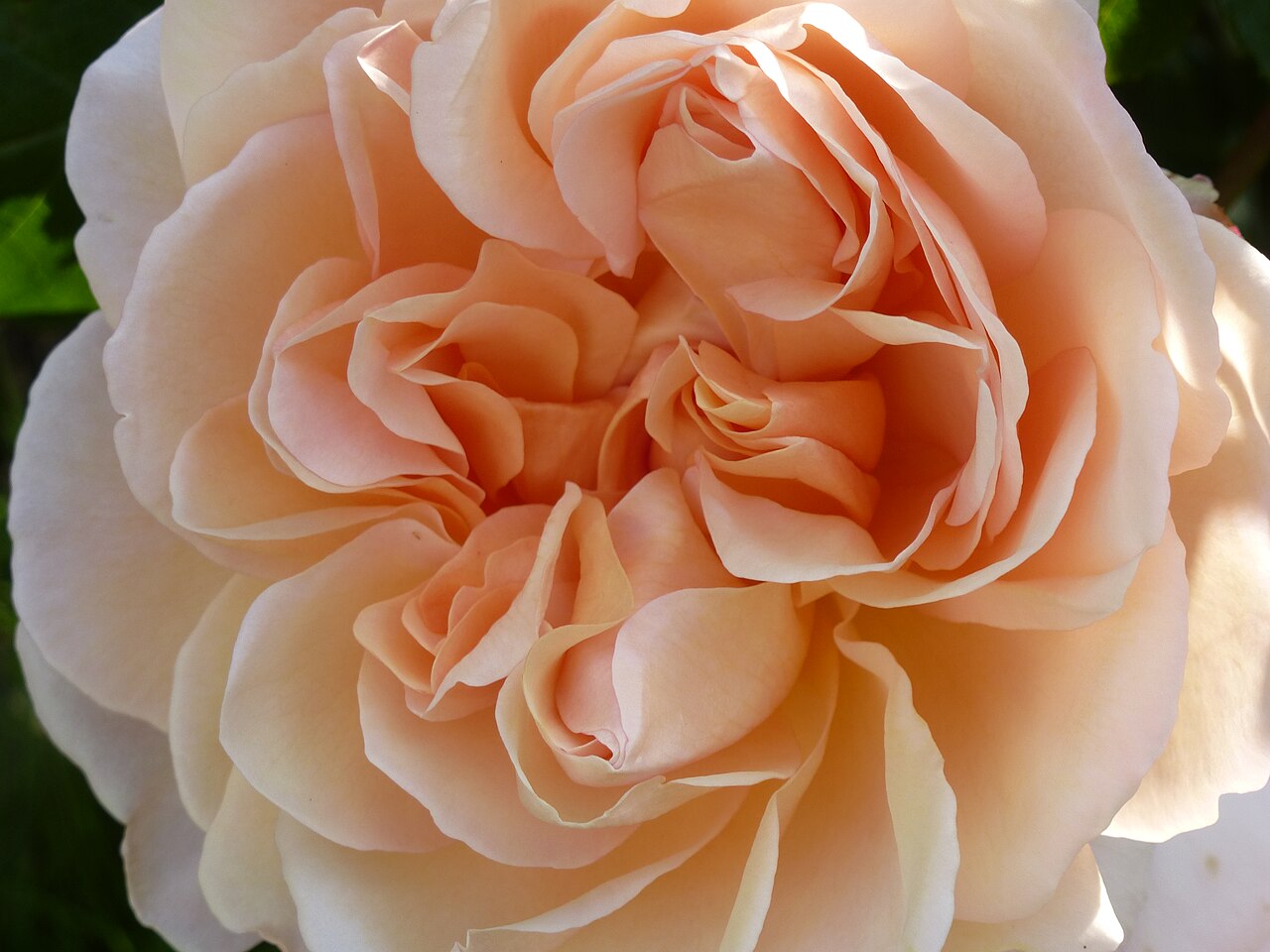 Madame Paule Massad