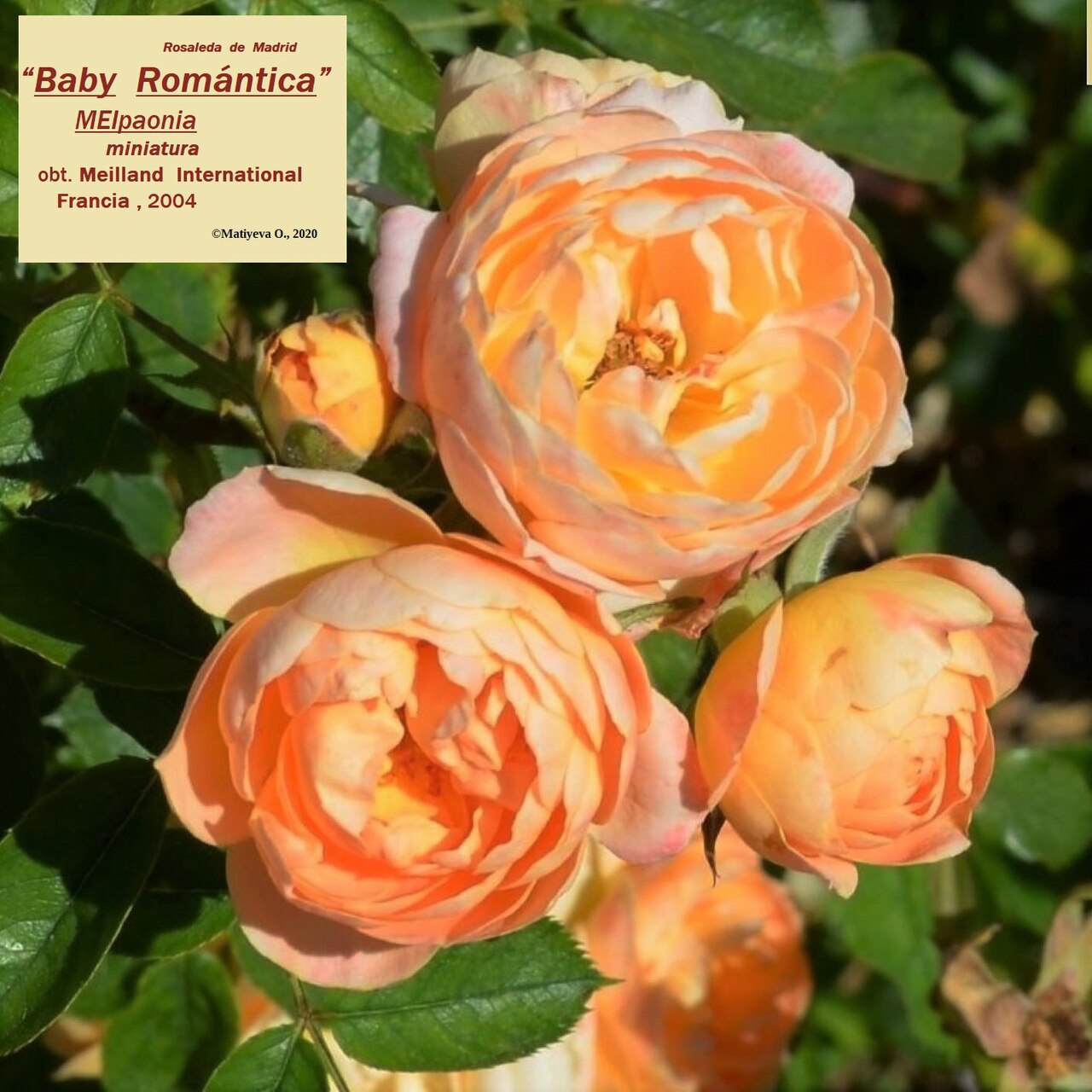 Baby Romantica