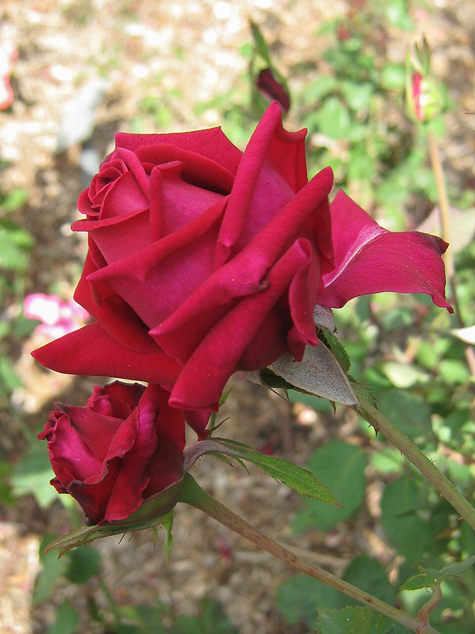 Lubra