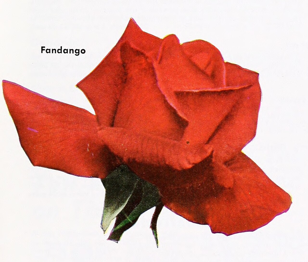 Fandango