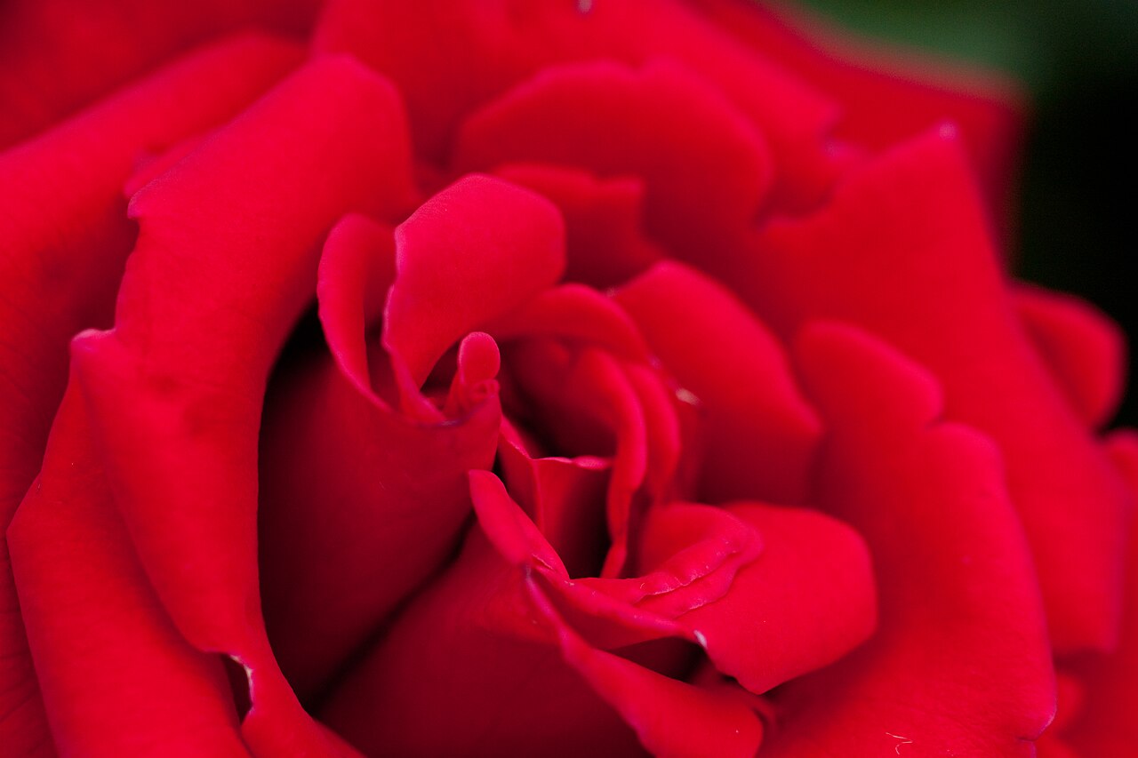 Lady in Red