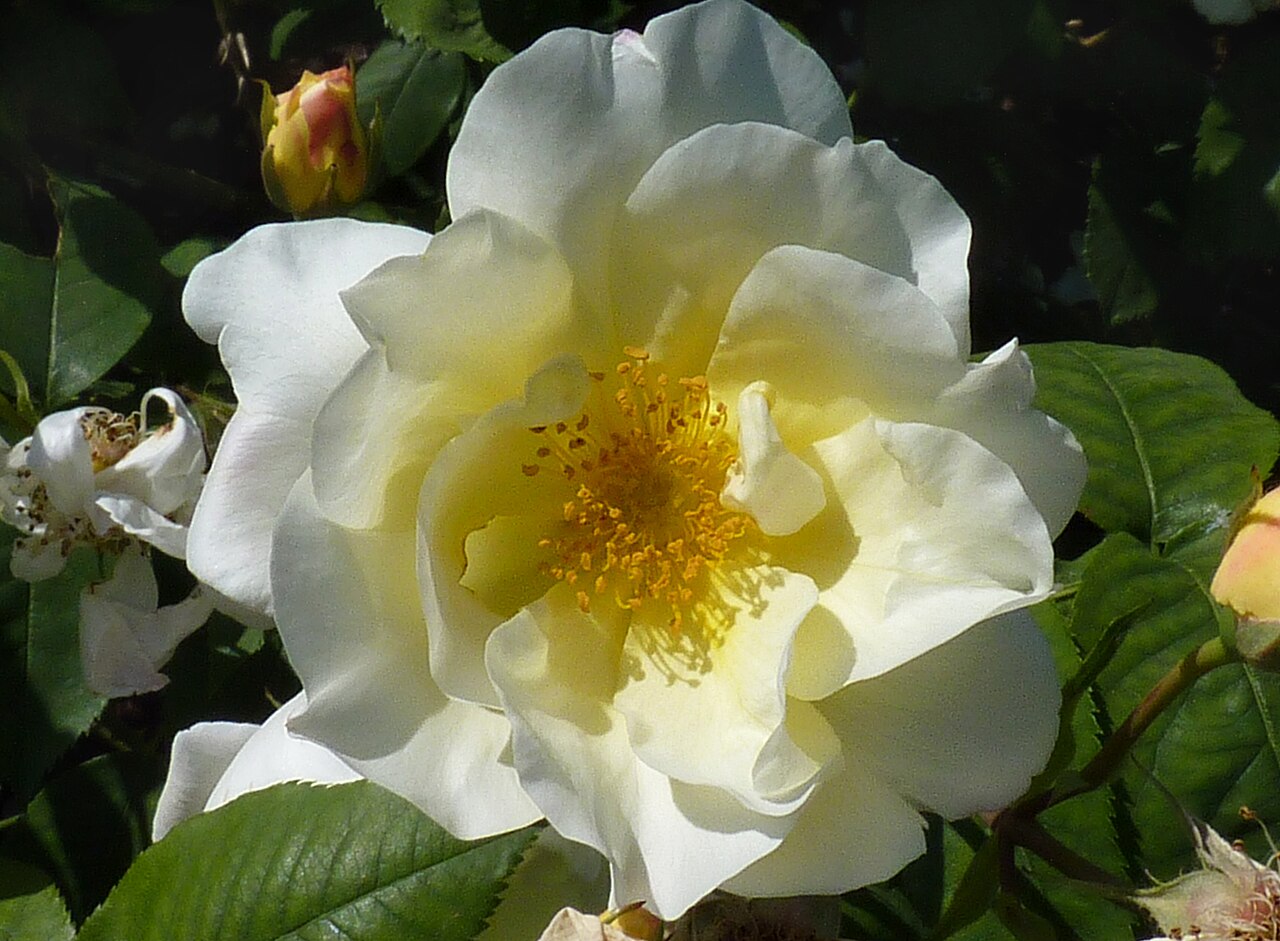 Windrush