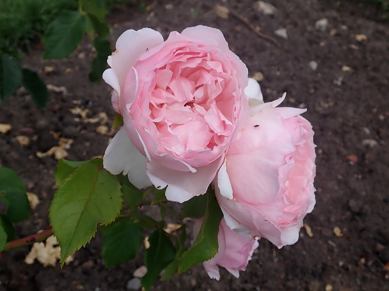 The Wedgwood Rose