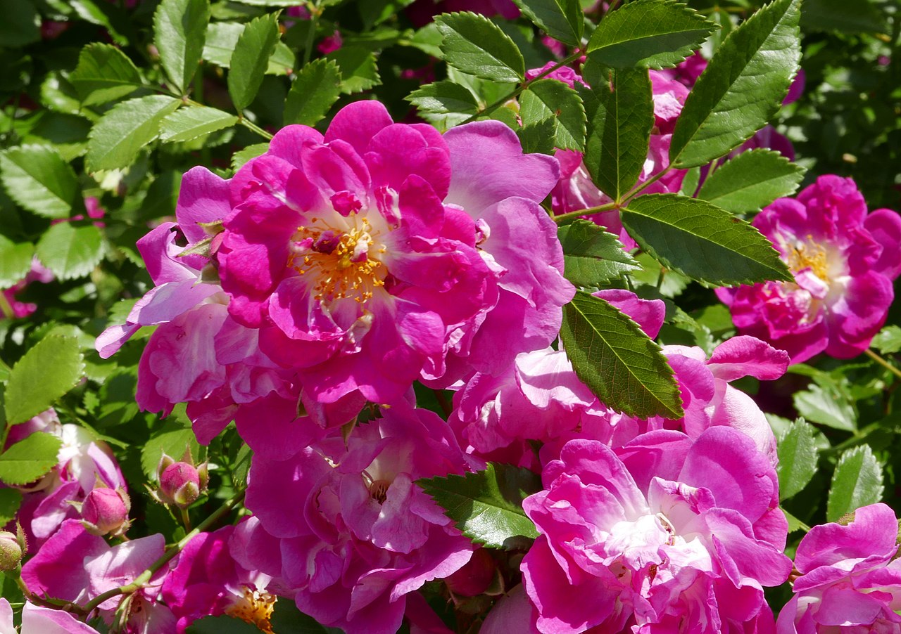 Hermann Schmidt rose