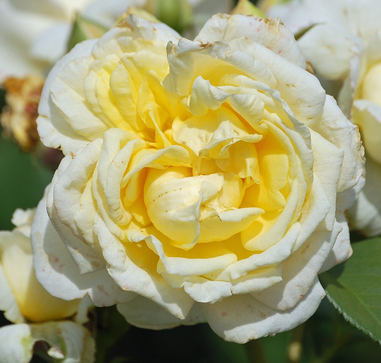 Karl Ploberger Rose
