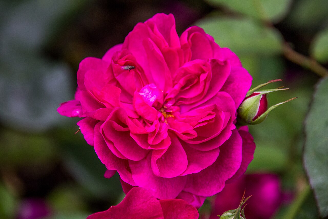 Darcey Bussell