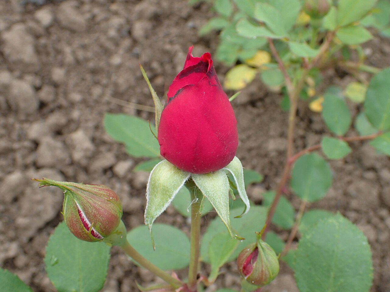 Gartendirektor Glocker