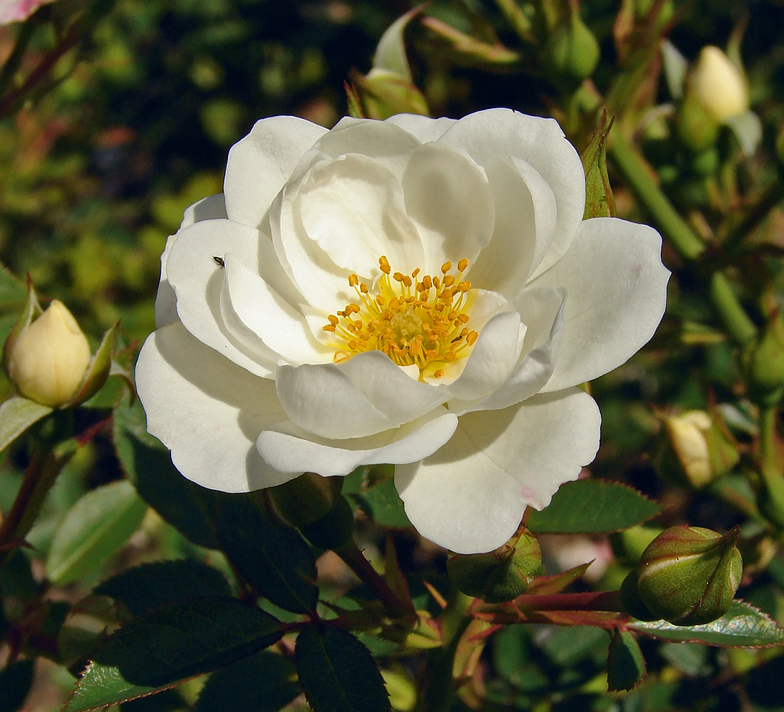 White Cover