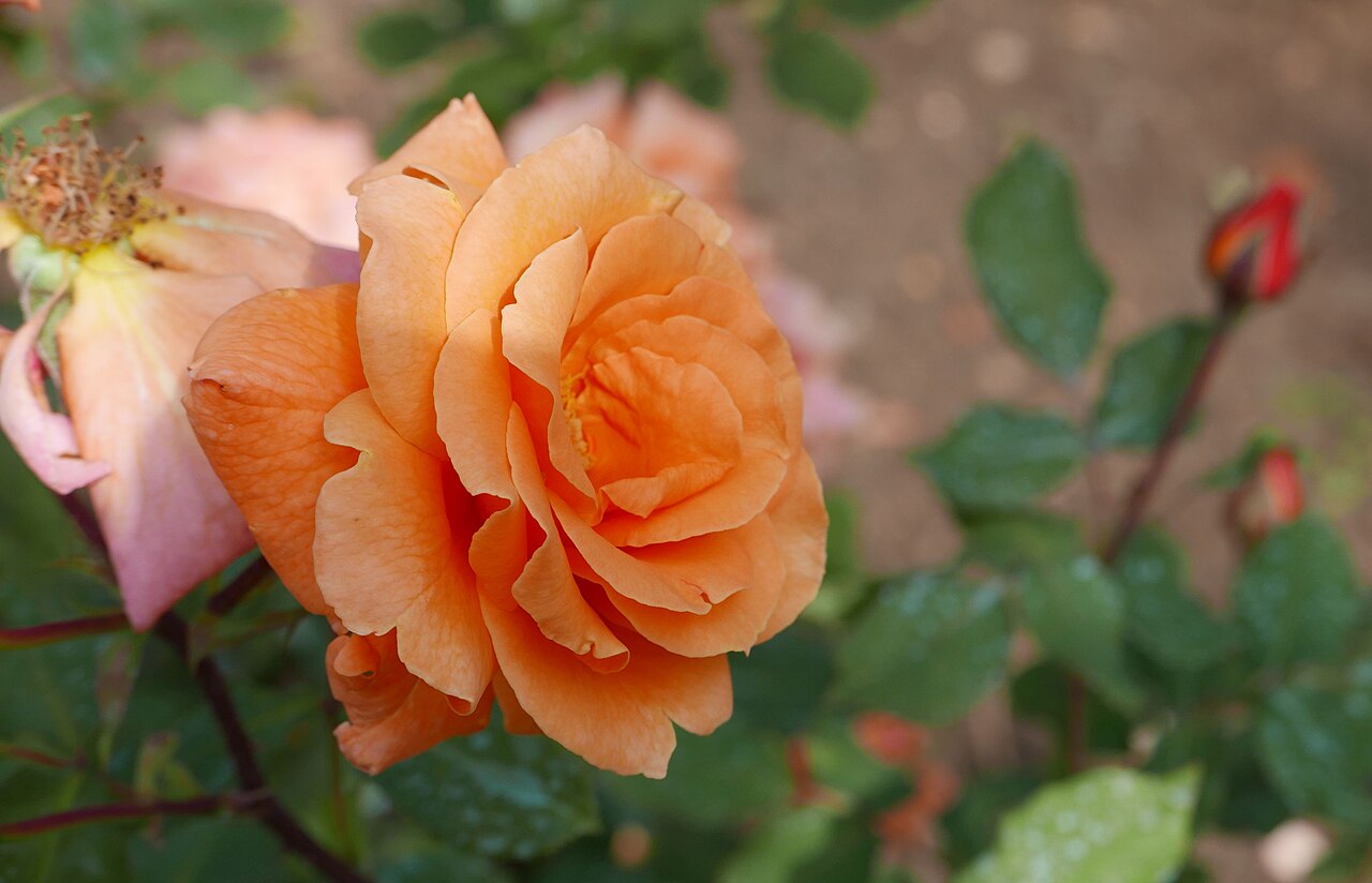 Joe Polowsky Friedensrose