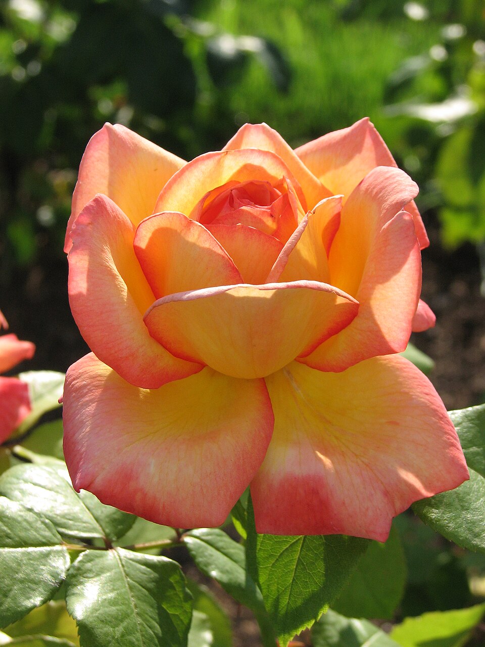 Glowing Peace