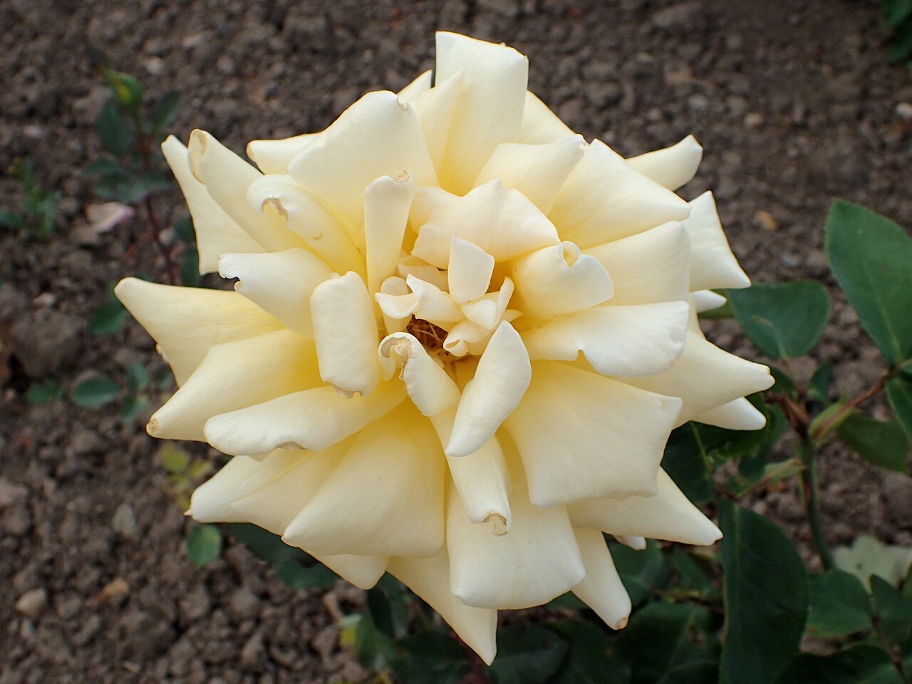 Paulien Verbeek