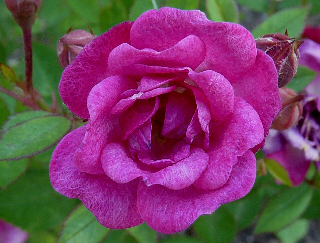 Perla de Alcanada