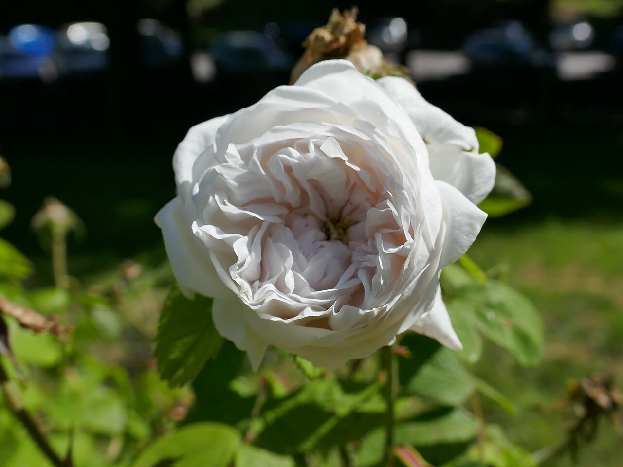 Comtesse de Lacépède